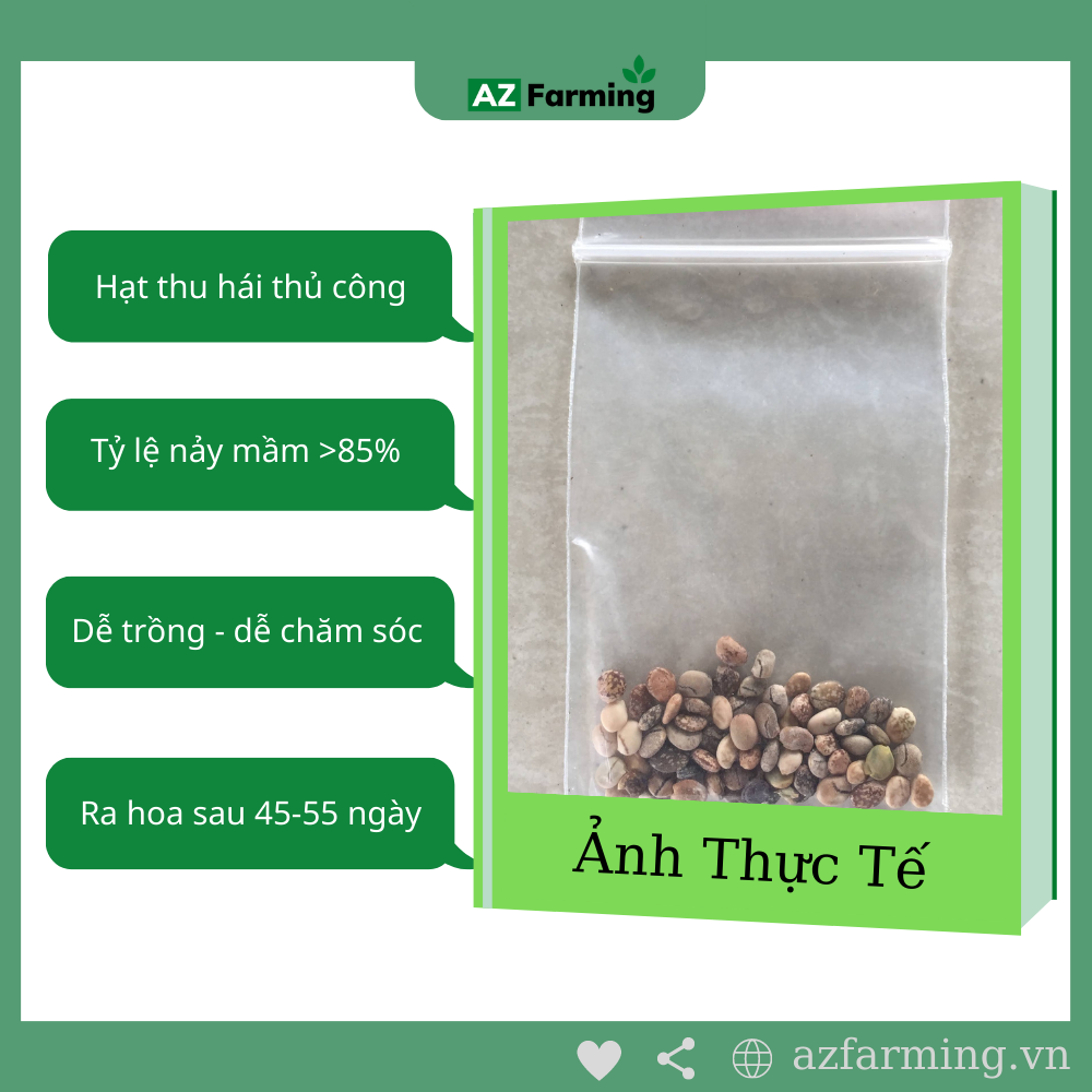 Hạt Giống Đậu Lupin - 50 Hạt - AZ Farming
