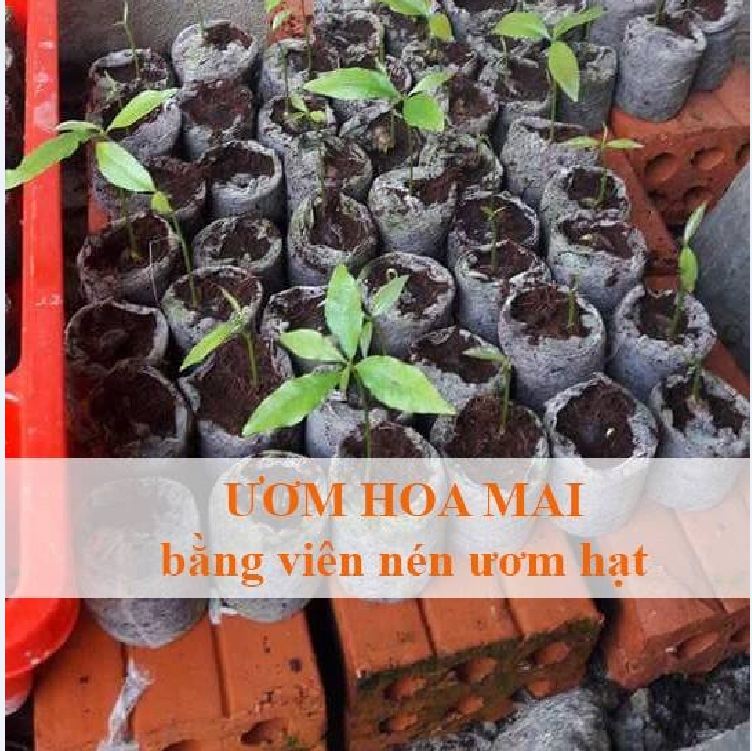 Bộ 50 viên nén ươm hạt (Viên nén xơ dừa) - VTNN2