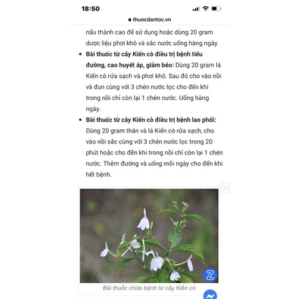 Cây kiến cò/ bạch hạt