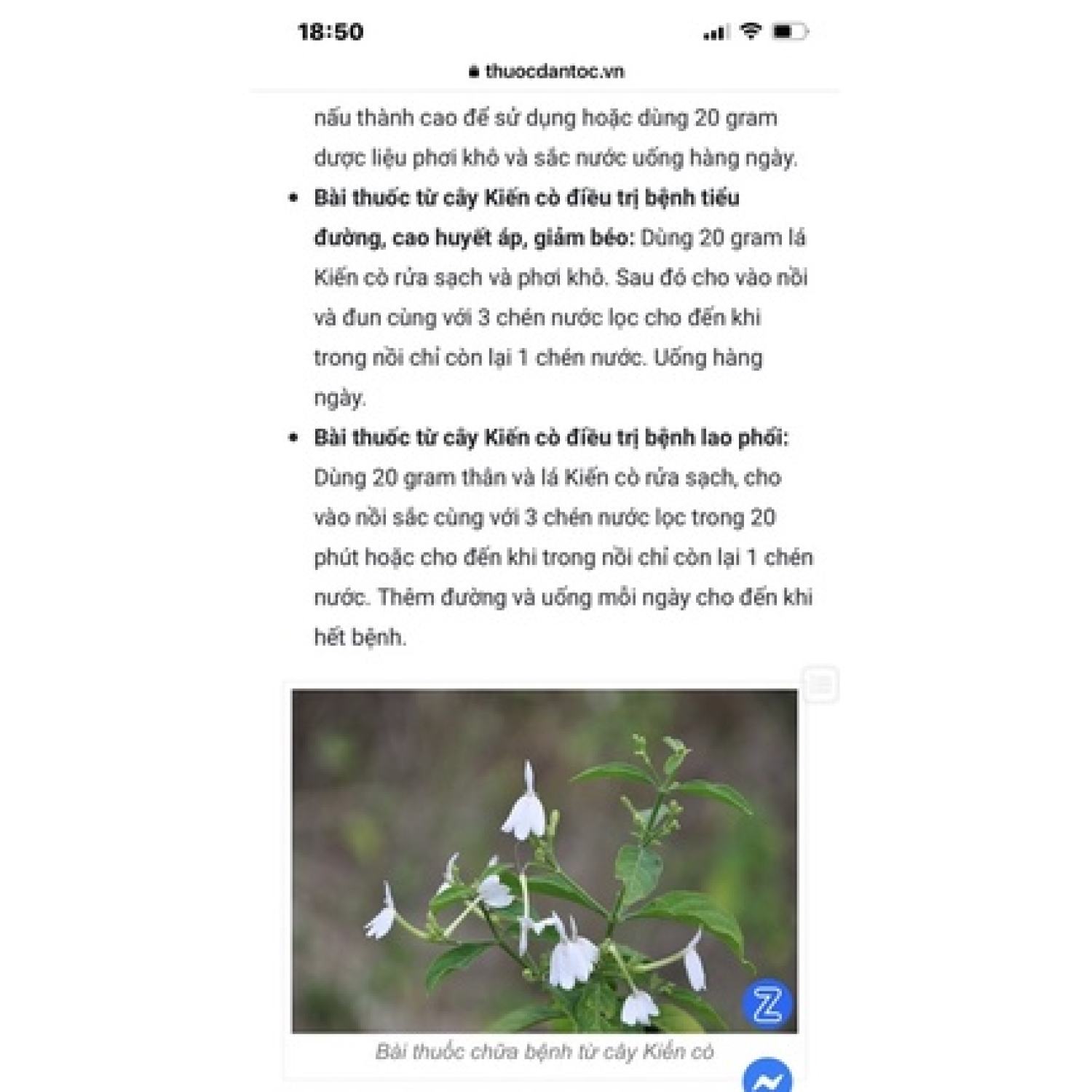 Cây kiến cò/ bạch hạt