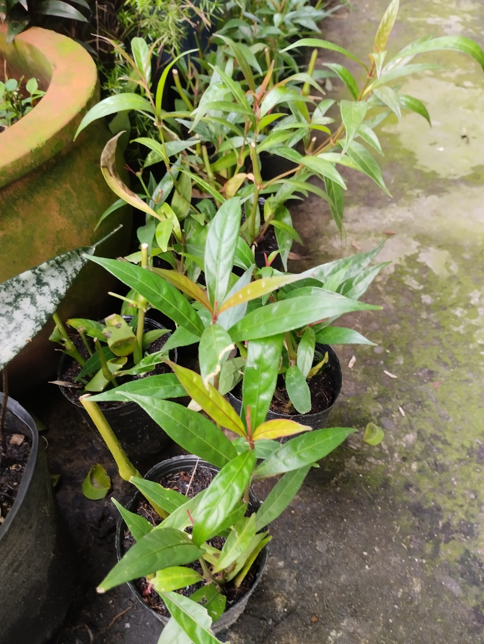 Chậu cây hoàn ngọc đỏ - Chỉ giao hỏa tốc 3h
