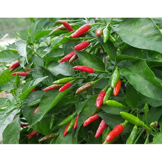 Hạt giống ớt thóc (ớt xiêm rừng) - gói 30 hạt