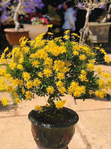 HẠT GIỐNG HOA CÚC THÂN GỖ