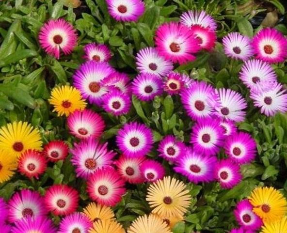 50 Hạt giống hoa Cúc cầu vồng