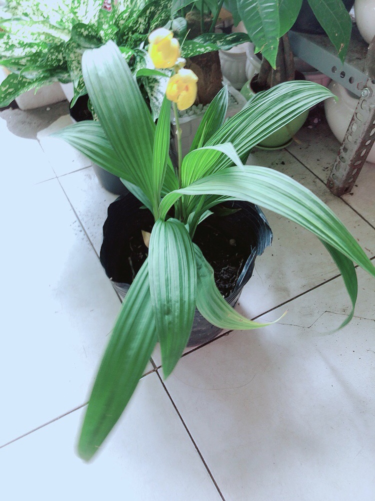 Lan Đất Nở Hoa Vàng