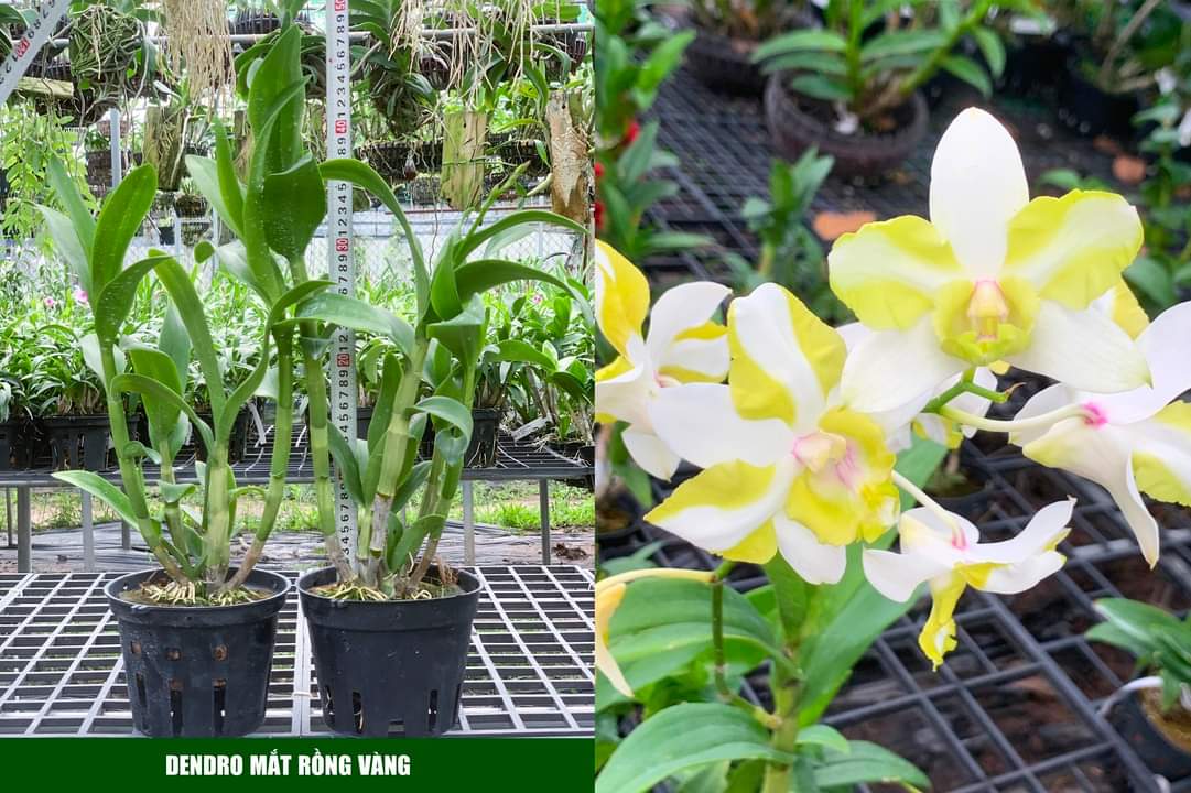 HOA LAN DENRO MẮT RỒNG VÀNG