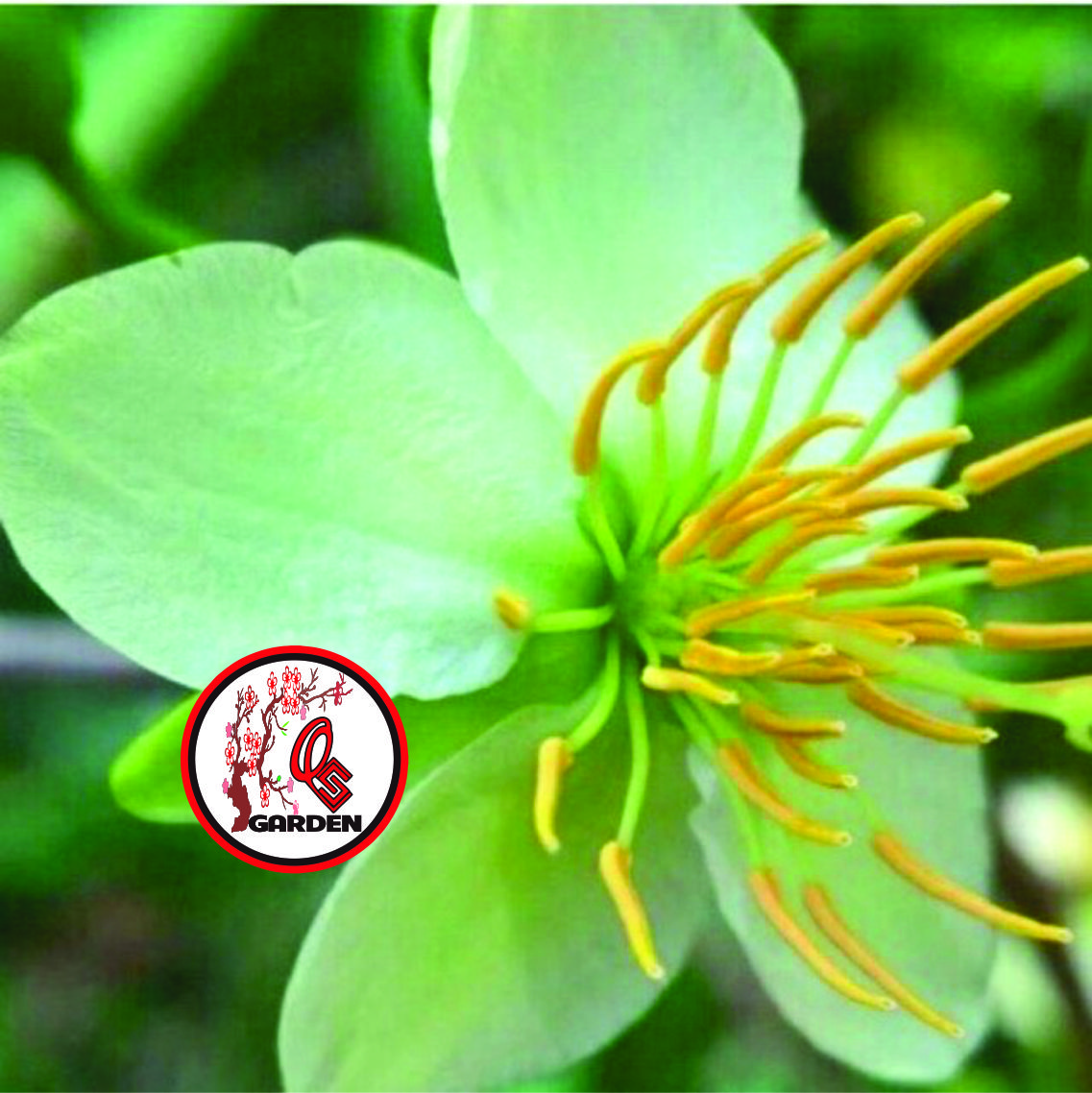 Hoa Thanh Mai cây ghép chuẩn