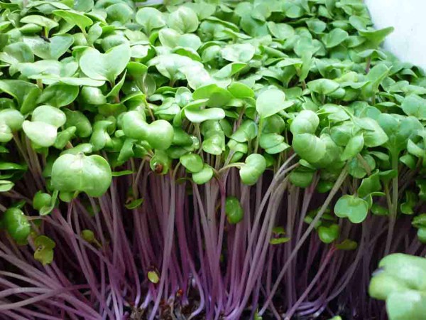 Hạt giống Mầm củ cải đỏ ( ITALIA ) - gói 30gr