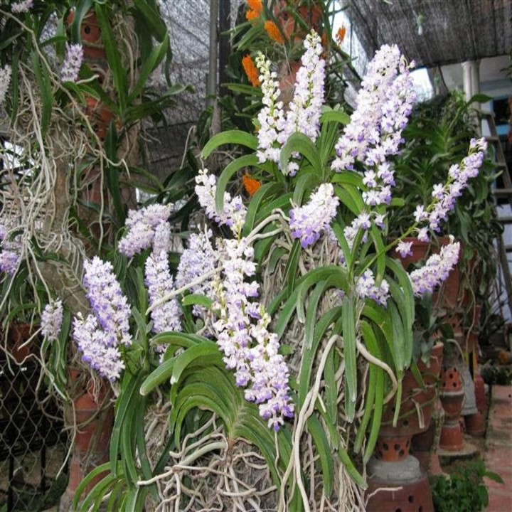 1 lan hải yến