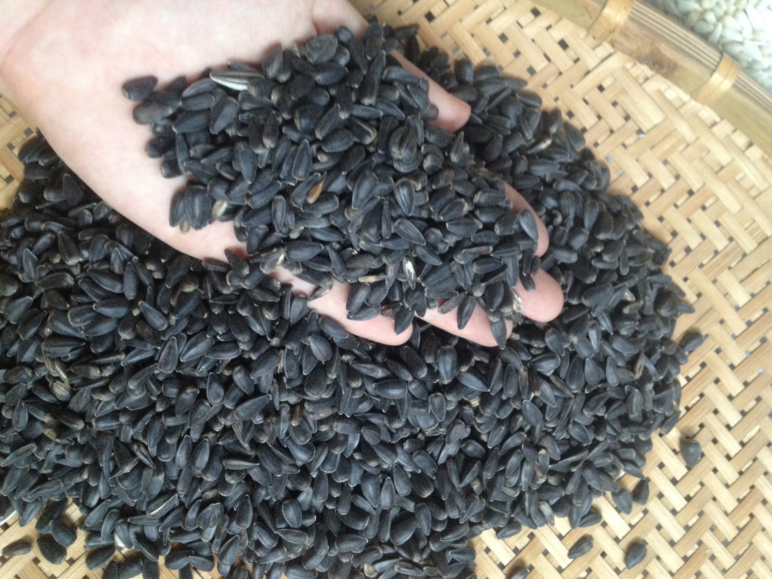 HCMhạt niger kích cồ cho chim yến hót - manh manh - bảy màu