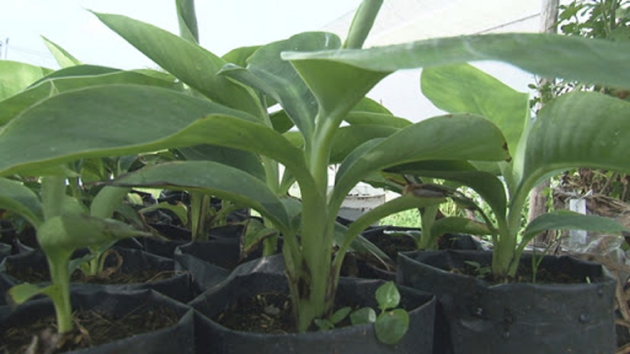Cây giống chuối sáp nghệ, cây đẹp giá rẻ cho mọi nhà