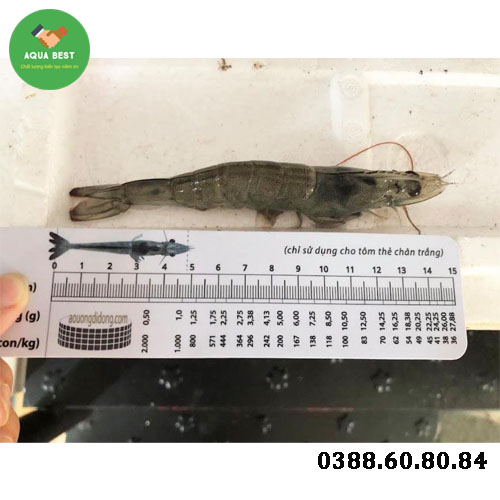 [Chính Hãng] Thước đo chiều dài tôm,Thước đo tôm,Thước đo size tôm, Thước đo kích thước tôm