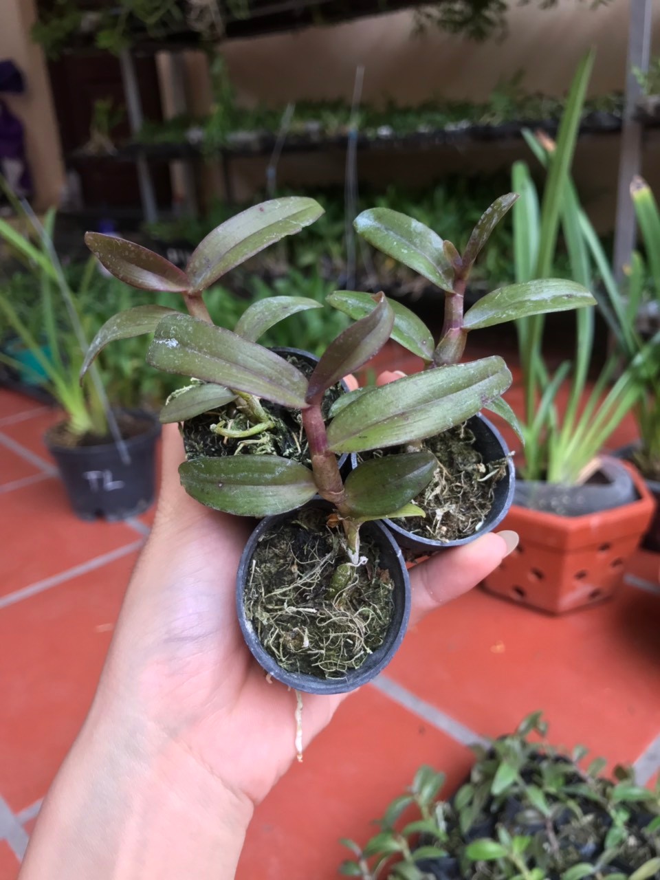 Phi Điệp Hồng K3 hàng giống