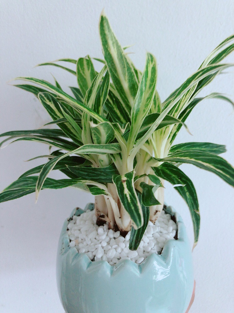 Chậu cây giữ tiền