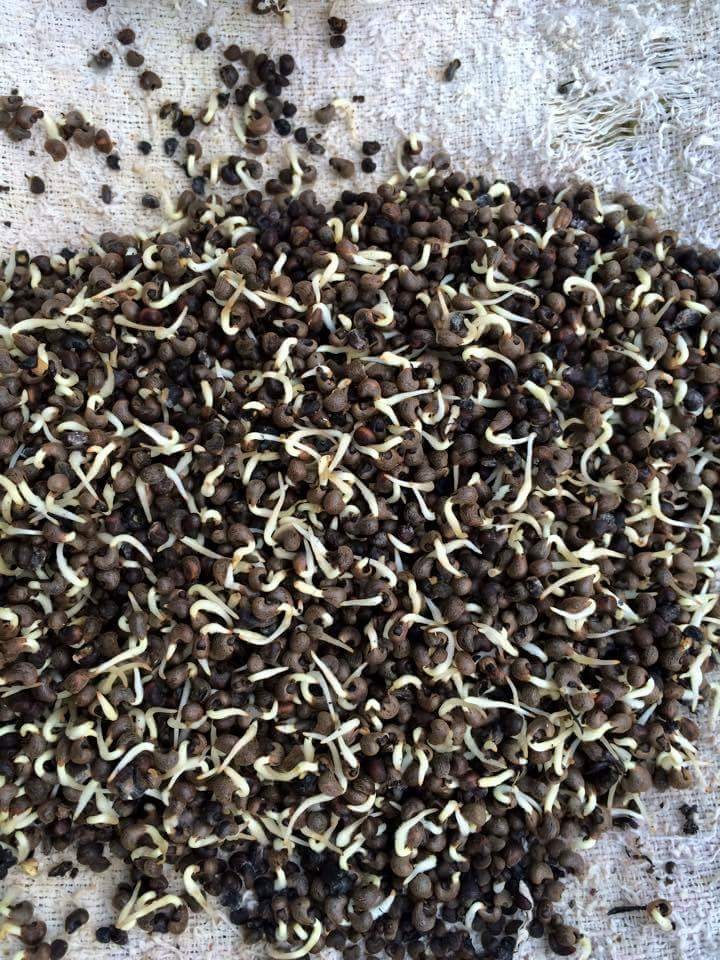 Hạt giống nhân sâm hàn quốc ( gói 5 hạt kèm 5 viên nén xơ dừa ươm hạt )
