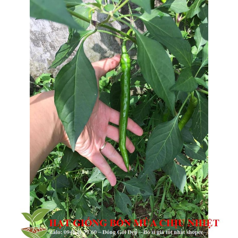 HG17A Hạt giông ớt dài hàn quốc 10 hạt