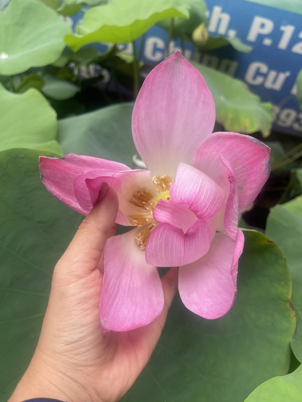 [Chỉ giao hoả tốc] Chậu cây hoa Sen Ta rất thơm và siêng bông