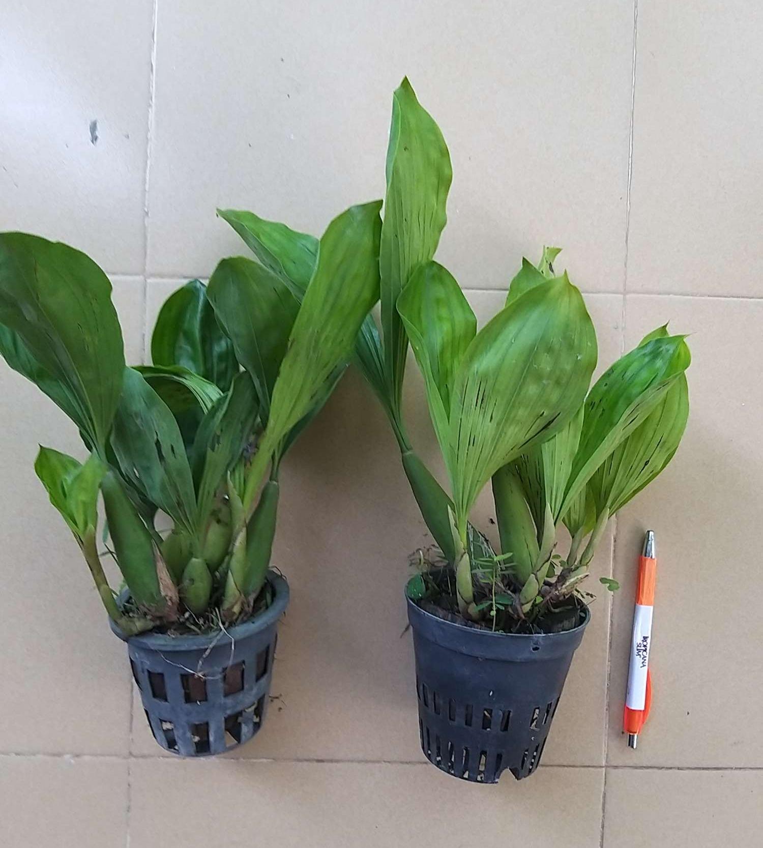 Thanh đạm Indo
