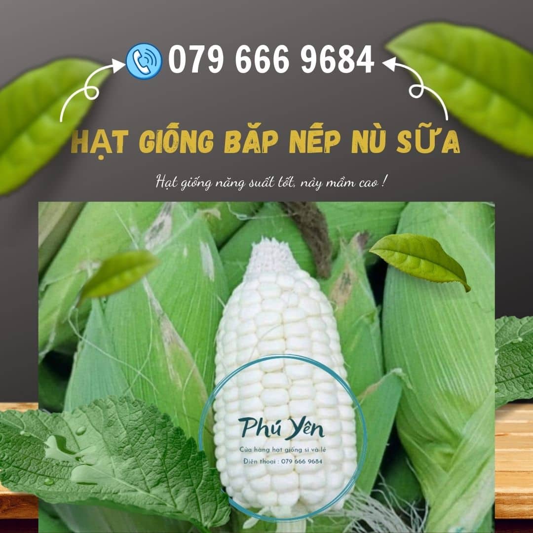 Hạt giống bắp nếp nù sữa gói 1 kg ( tặng kèm 1 gói rau Thái Lan bất kỳ )