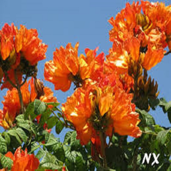 SÒ ĐO CAM-SÒ ĐO VÀNG - SĐCVV