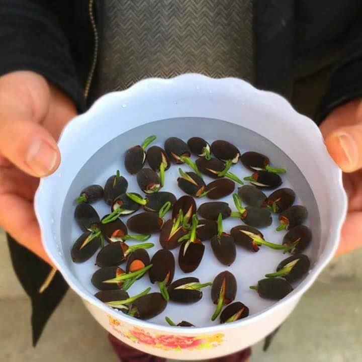 Hạt giống sen mini nhật mix màu - ( 1 gói 5 hạt )