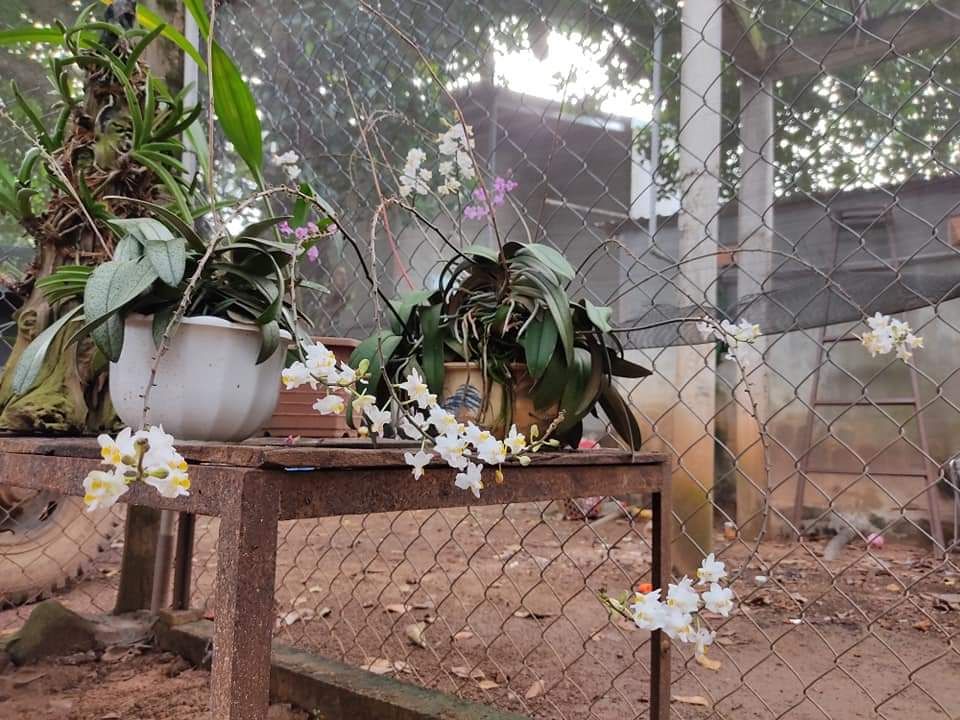 Lan hồ điệp mini sai hoa rất đẹp