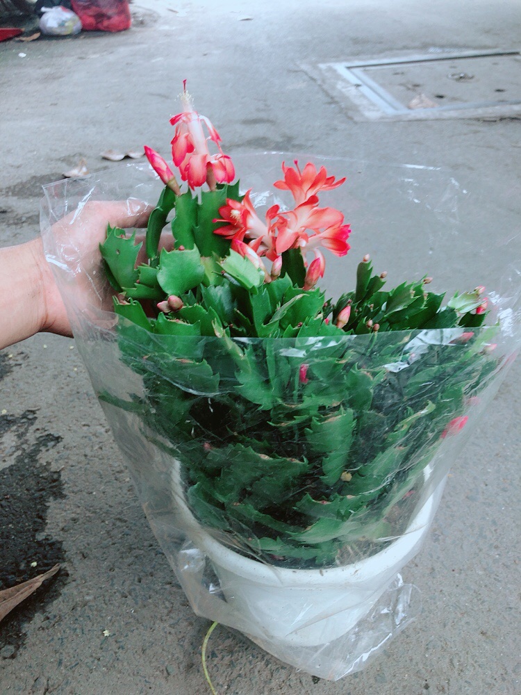 Chậu Hoa Tiểu Quỳnh