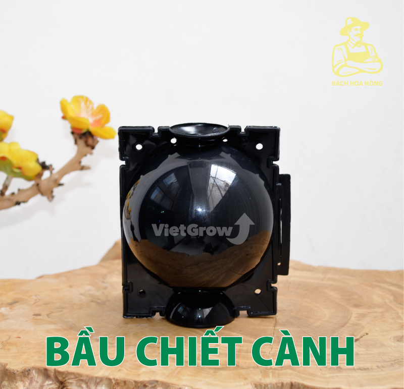 [HCM]Combo 5 Bầu chiết cành Croco - Size M (8cm), Màu Đen