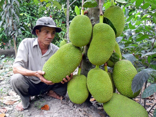 CÂY GIỐNG MÍT TỨ QUÝ RUỘT ĐỎ DA XANH