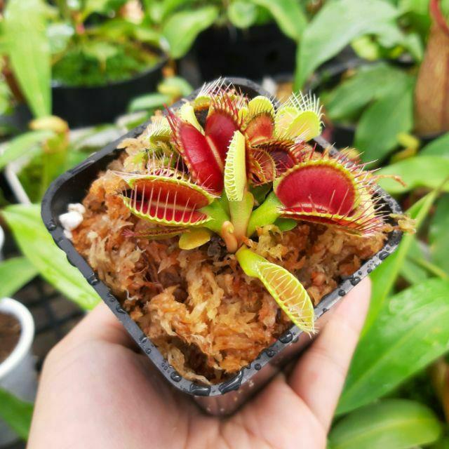 Cây bẫy kẹp cây bắt mồi cây bắt ruồi venus flytrap