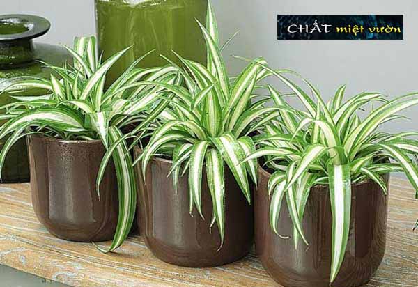 Cỏ mẫu tử giống - cỏ lan chi giống (viền xanh gân trắng)