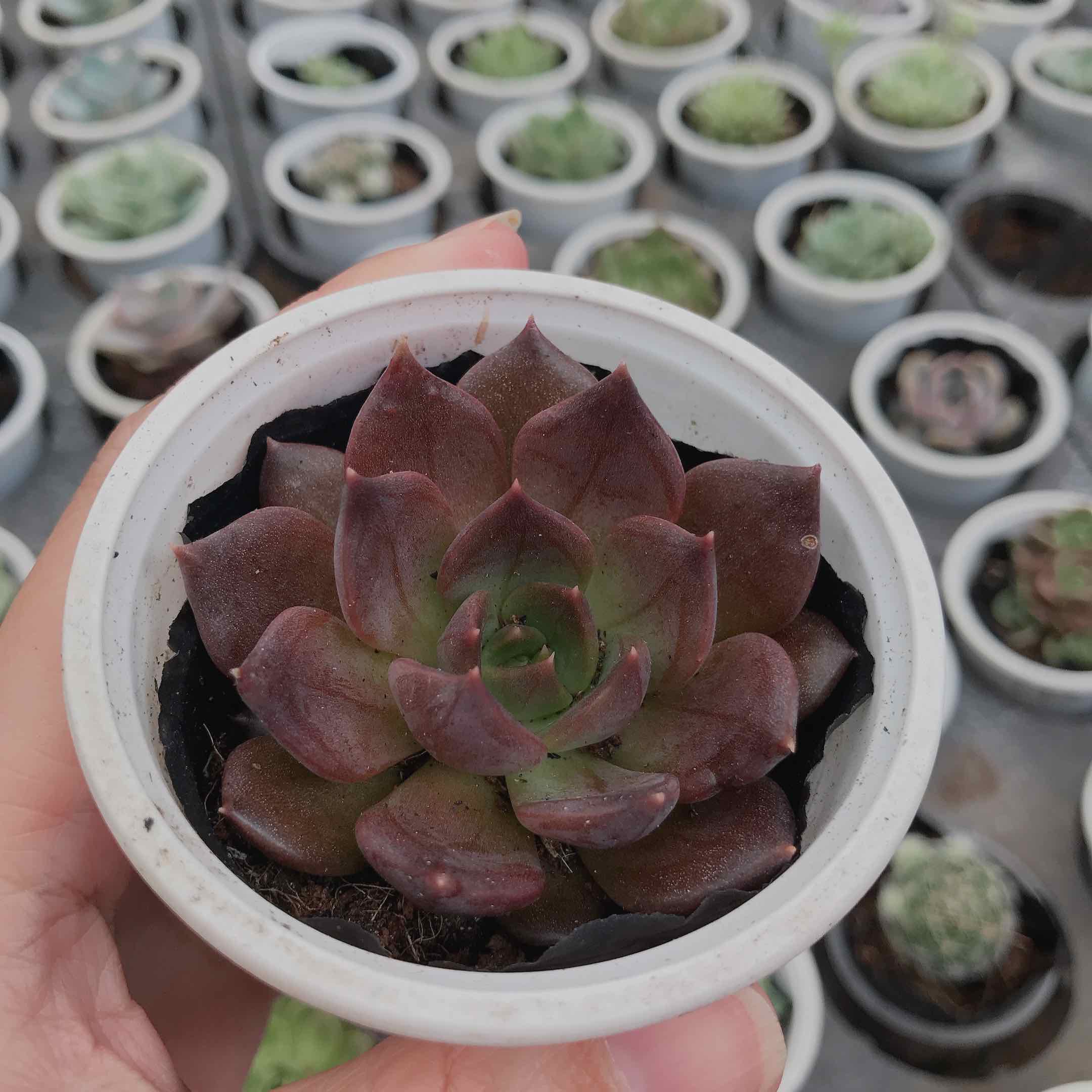 Sen đá nâu socola