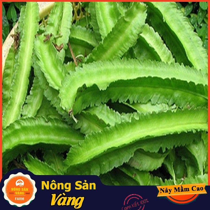 Hạt giống Đậu Khế (Đậu Rồng) Giá Trị Dinh Dưỡng Khá Cao, Chế Biến Thành Nhiều Món Ăn Ngon Bổ Dưỡng (Gói 10 Gram) - Nông Sản Vàng