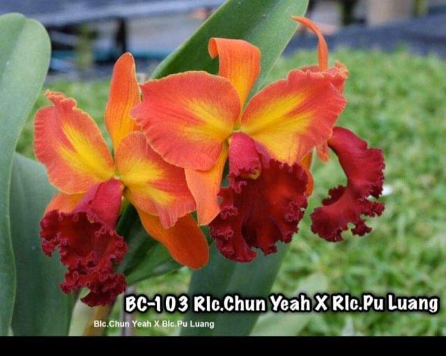 [HCM]Combo 4 Mã lan Cattleya Nhập Thái Lan