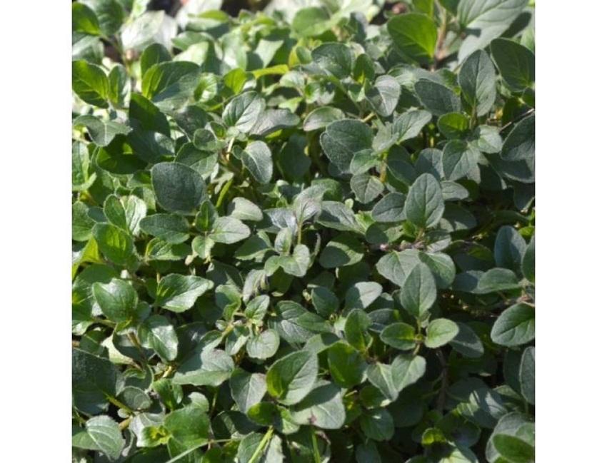 Hạt giống oregano Ý