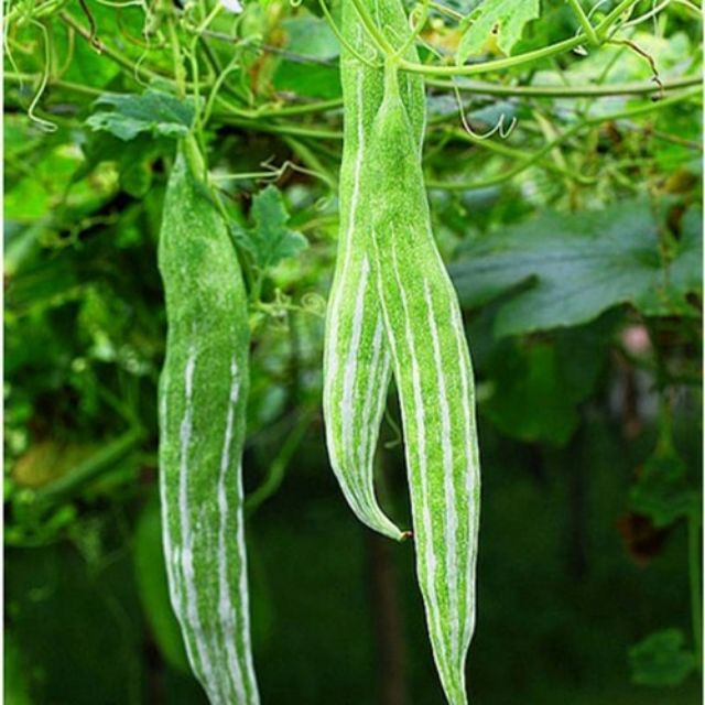 10 Hạt giống quả lặc lè sai quả ( mướp mèo- nắc nẻ- lặc lày- mướp nhật)