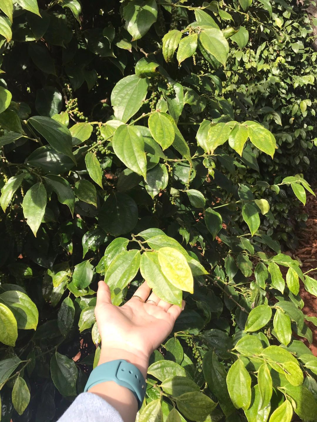 [HCM]TIÊU DAKLAK CHUẨN HẠT LOẠI 1 500Gram