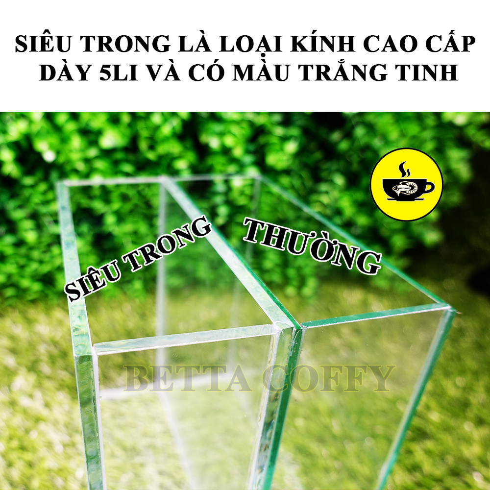 Hồ Show cá Betta & Guppy (Dấu keo) - Bể Cá bằng kính mini