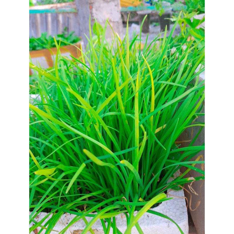 Cây hẹ ta, hẹ lá nhỏ, hẹ sẻ miền trung (25 -30 gốc)