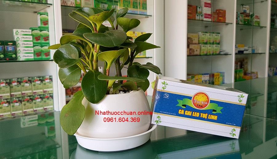 TRÀ CÀ GAI LEO TUỆ LINH (Hộp 25 túi)