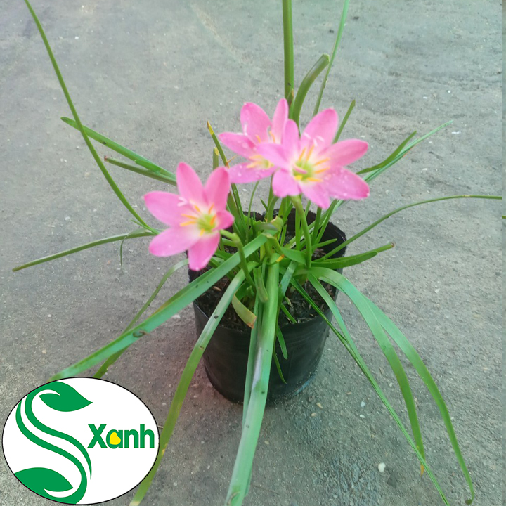 Chậu cây giống hoa huệ mưa