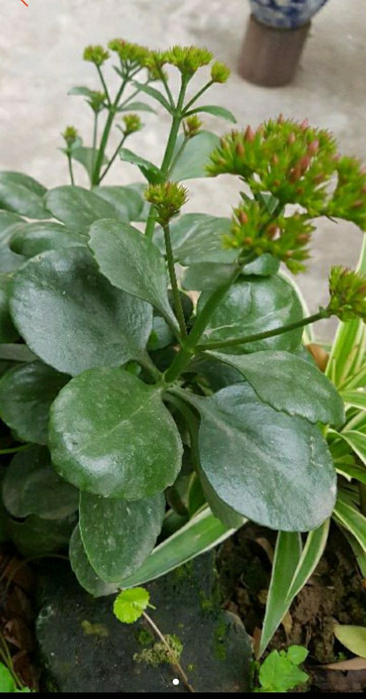 Cây sống đời