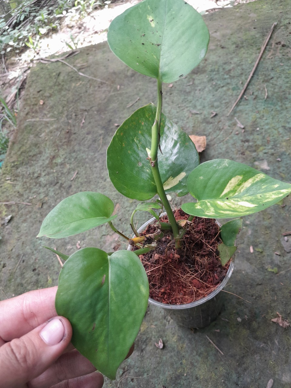Cây Trầu bà ( trồng đất hoặc thủy sinh đều được)