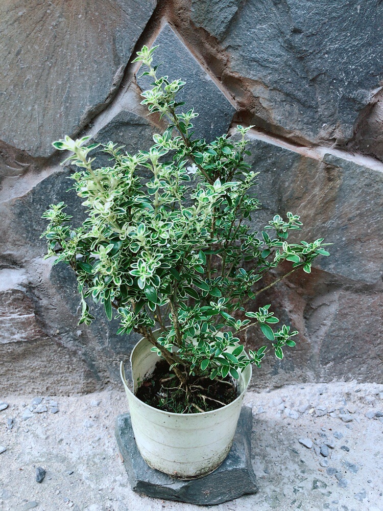 Cây Bạch Tuyết Mai