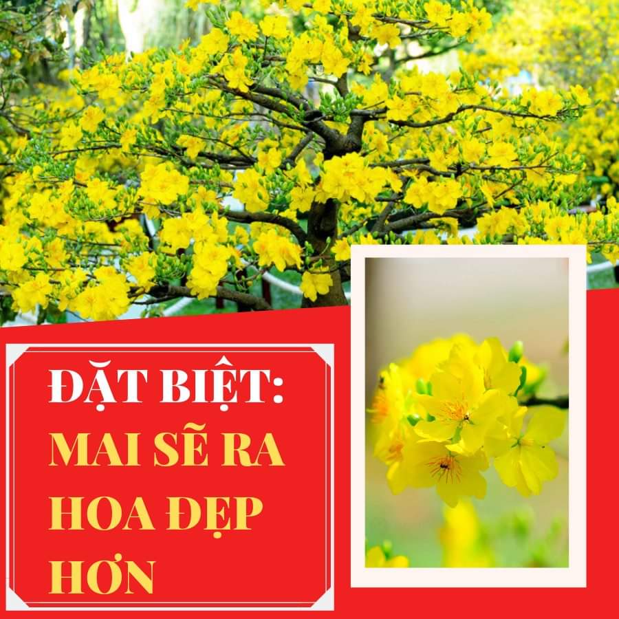 Rụng Lá Mai FOFER-X3 gói 200gr - Chế phẩm hổ trợ rụng lá mai - Không cần lặt tay