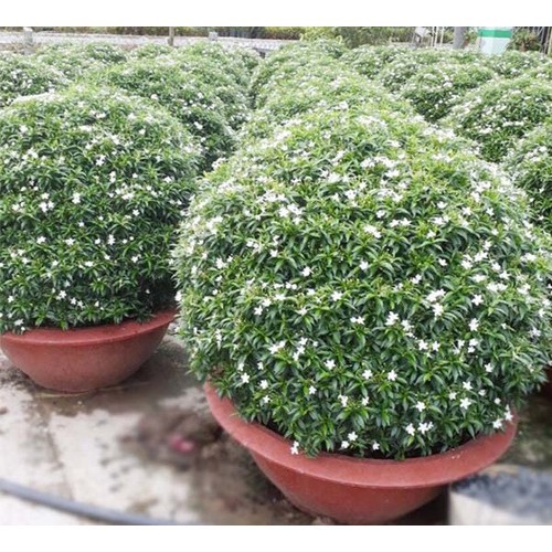 CÂY GIỐNG MAI VẠN PHÚC ( CÂY MAI TIỂU THƯ)