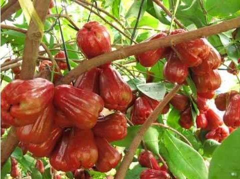 CÂY GIỐNG ROI ĐỎ THÁI LAN