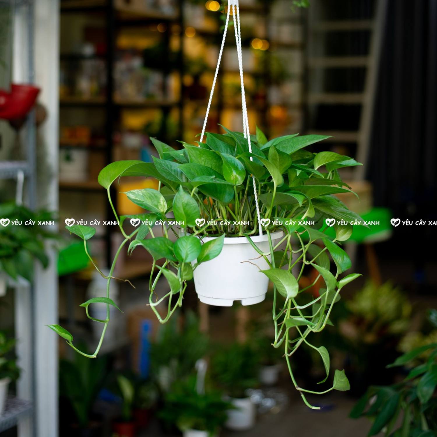 Cây Treo Trầu Bà Thái - Vạn Niên Thanh leo (cây dễ chăm sóc, phát triển nhanh)