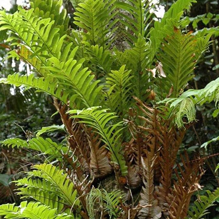 cây tắc kè đá khô 1kg