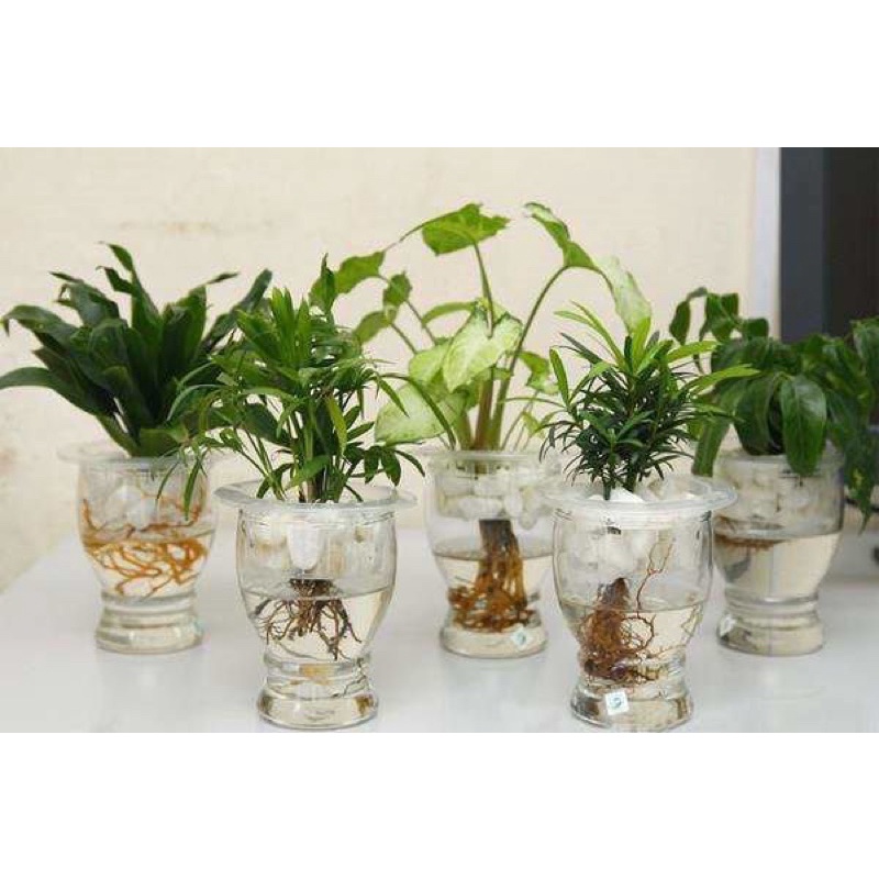 Cây trồng thuỷ sinh để bàn